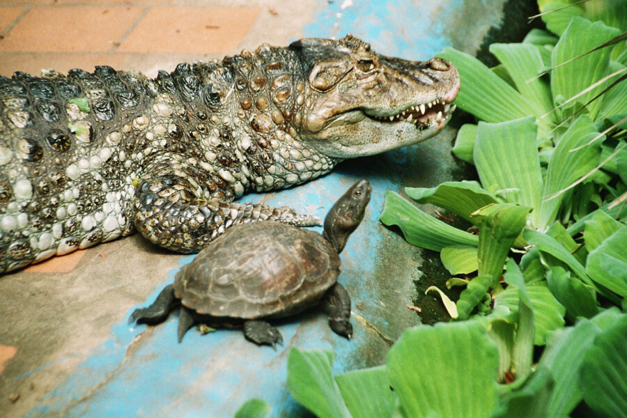 Kaiman und Schildkröte in der Krokodilstation. (Foto: K.H. Voigt)